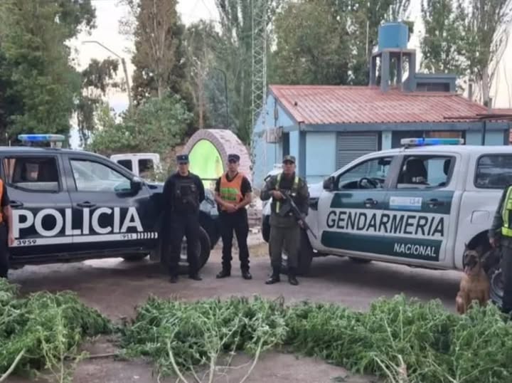 GUAYMALLÉN | ENCONTRARON PLANTAS DE MARIHUANA EN UNA CASA.