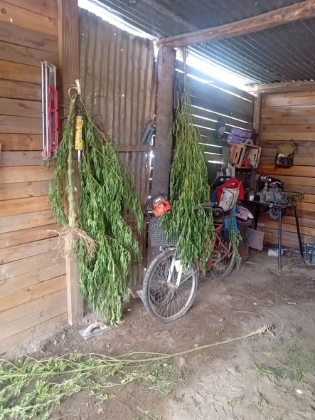 GRAL. ALVEAR | CUATRO DETENIDOS TRAS ALLANAMIENTOS EN SIMULTANEO