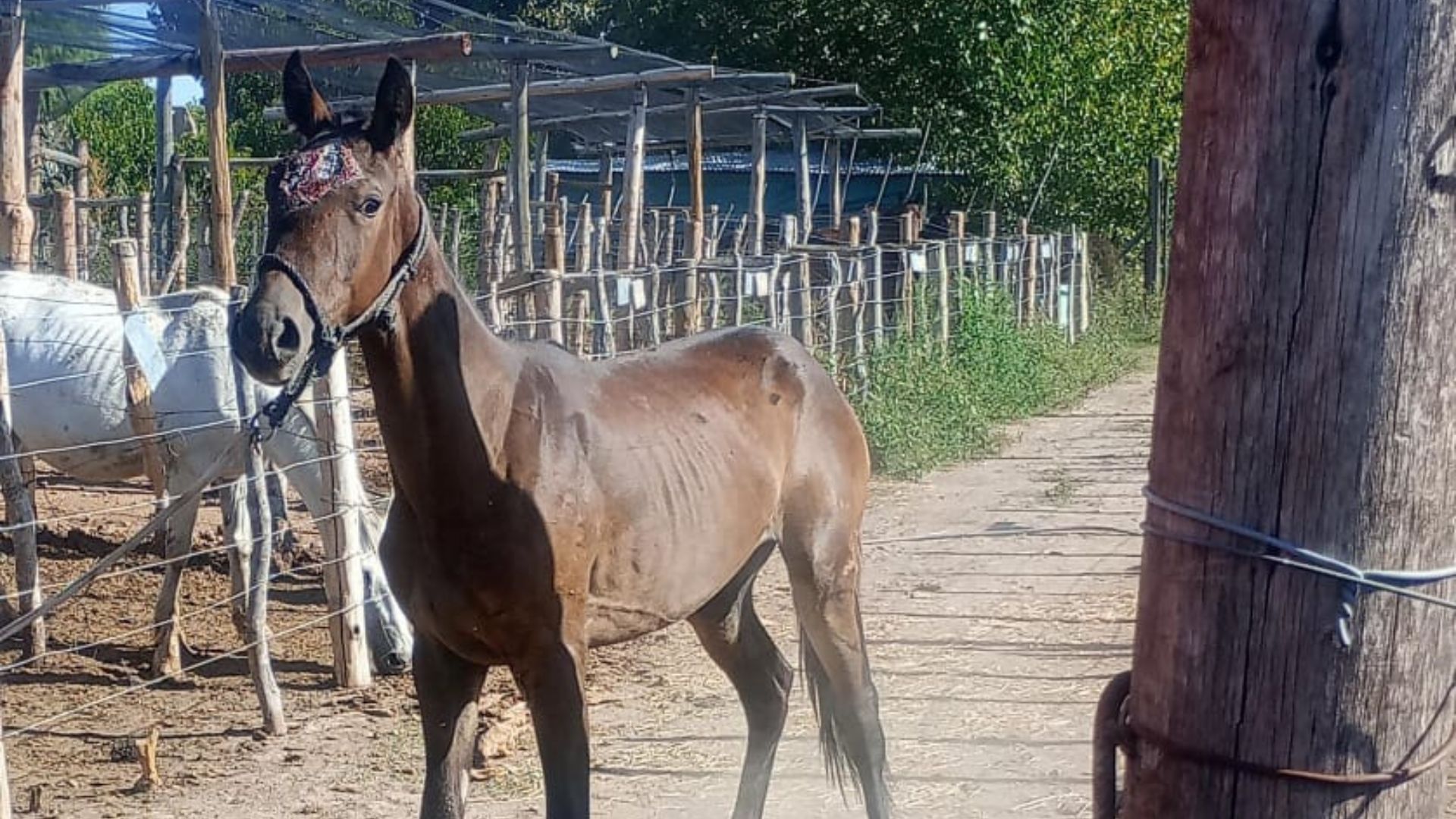 JUNÍN | LA POLICIA RURAL RESCATÓ DOS CABALLOS POR MALTRATO ANIMAL
