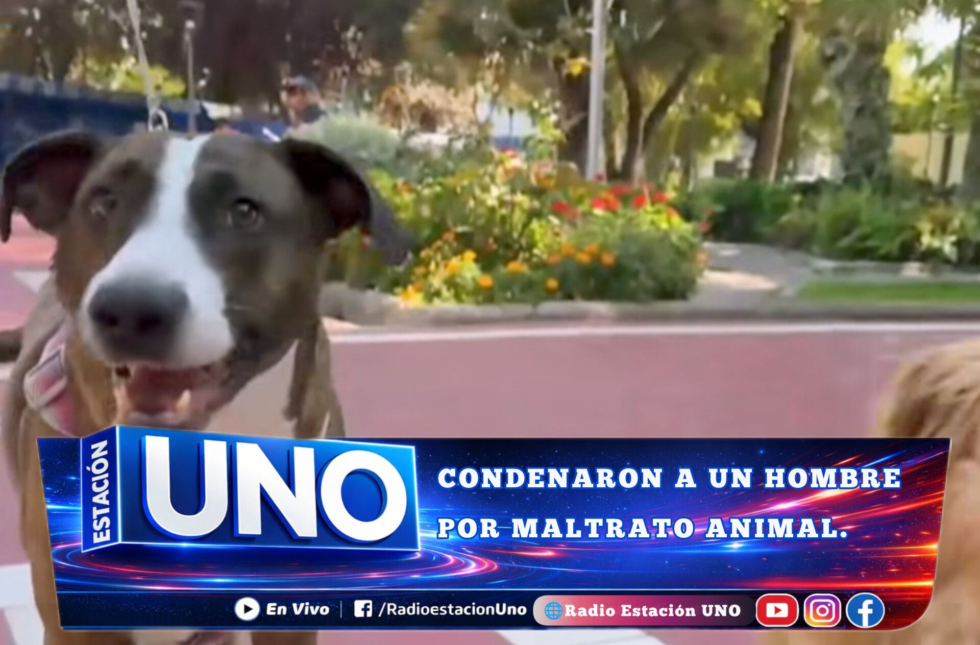 LA JUSTICIA RECONOCIÓ A SEIS PERROS RESCATADOS COMO SERES SINTIENTES