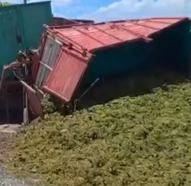 SAN CARLOS | UN CAMION QUE CARGABA 8000 KILOS DE UVA VOLCO