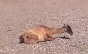 Mendoza | Un guanaco fue rescatado tras ser atacado por perros